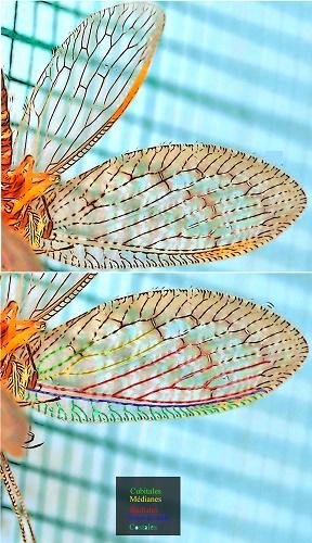 Réf. 311 425 : Hemerobius sp.